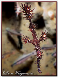 Ornate Ghost-pipefish (Solenostomus paradoxus) in Tulambe... by Marco Waagmeester 